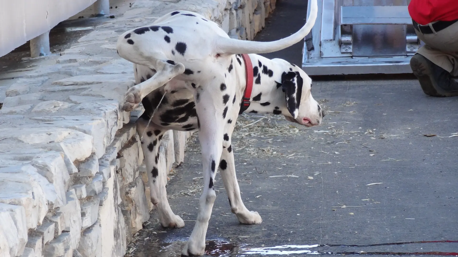 Una ciudad multará con 500 euros a quien no limpie el pis de su perro
