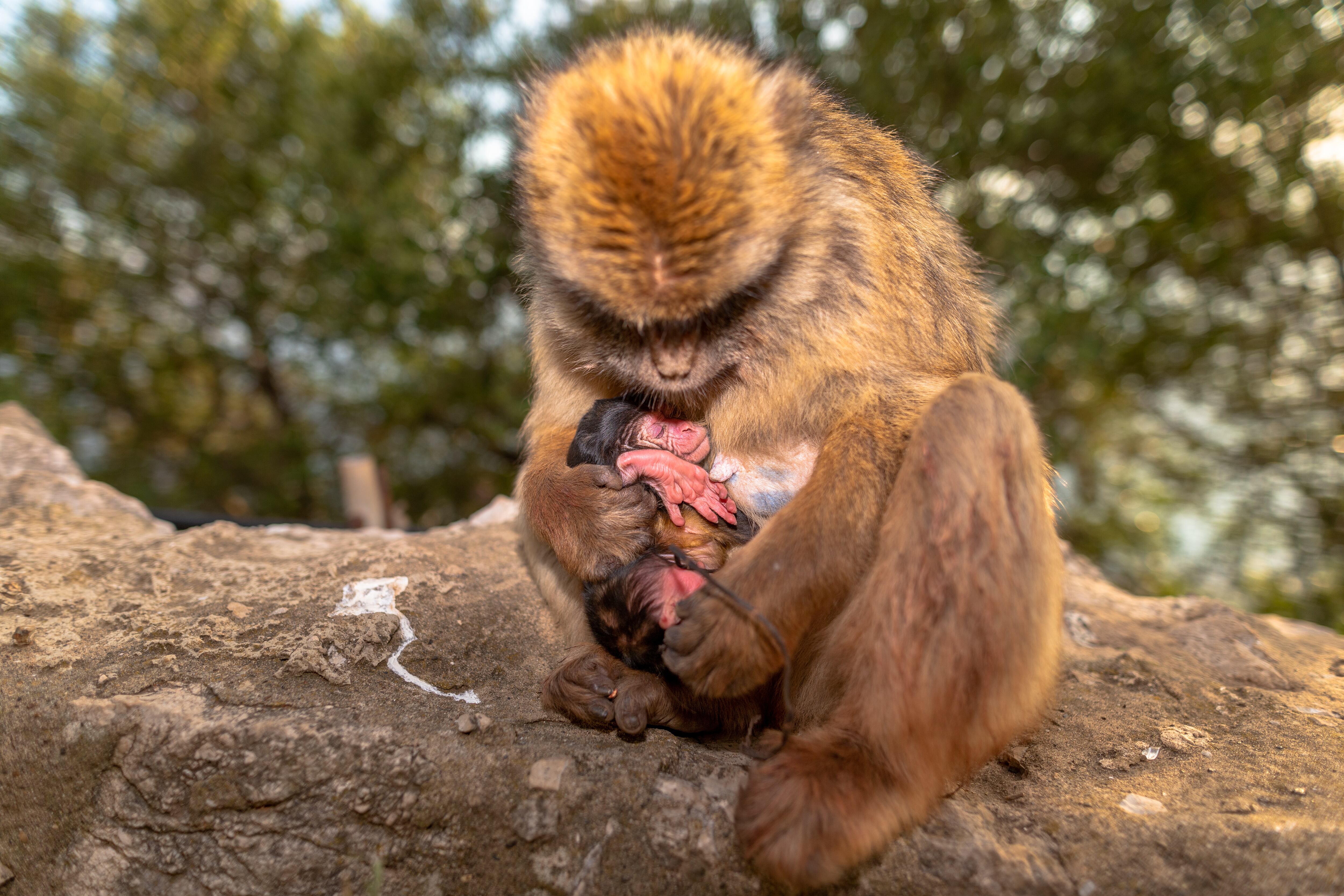 El "parirás con dolor" de las mujeres también lo sufren otras primates