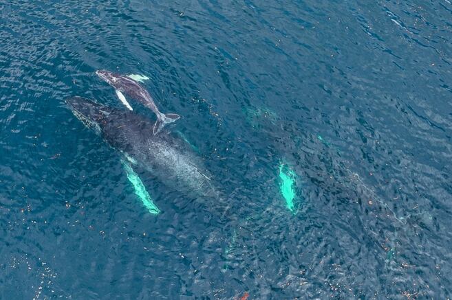 Los llamados "químicos eternos" ya contaminan delfines y ballenas en todo el mundo