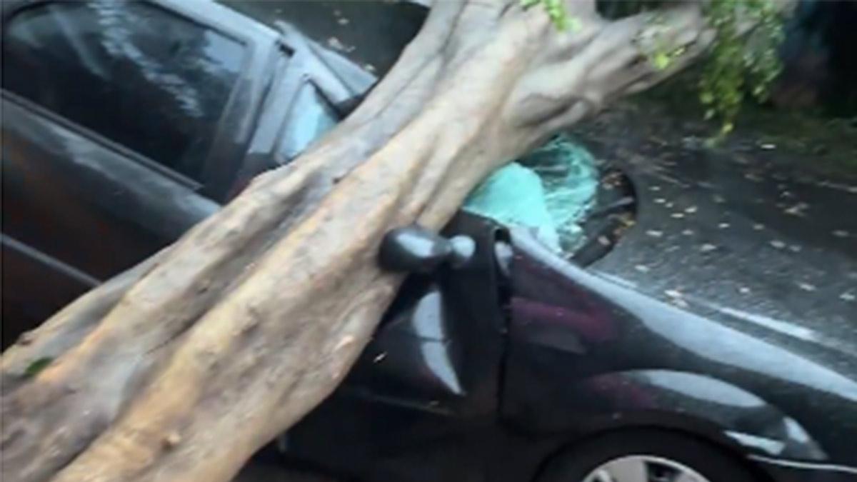 Más de 180 árboles caen en Miguel Hidalgo por intensa tormenta