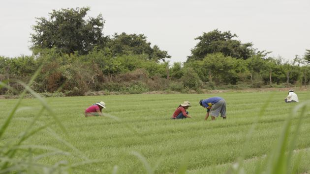 El futuro del agro podría empezar con algo tan simple como una cerveza