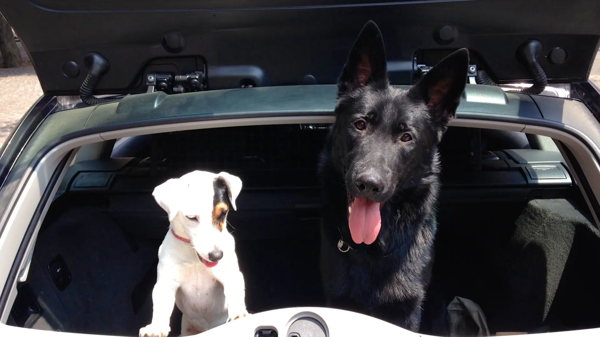 Las lesiones que los perros pueden sufrir al bajar del maletero y cómo hacerlo correctamente