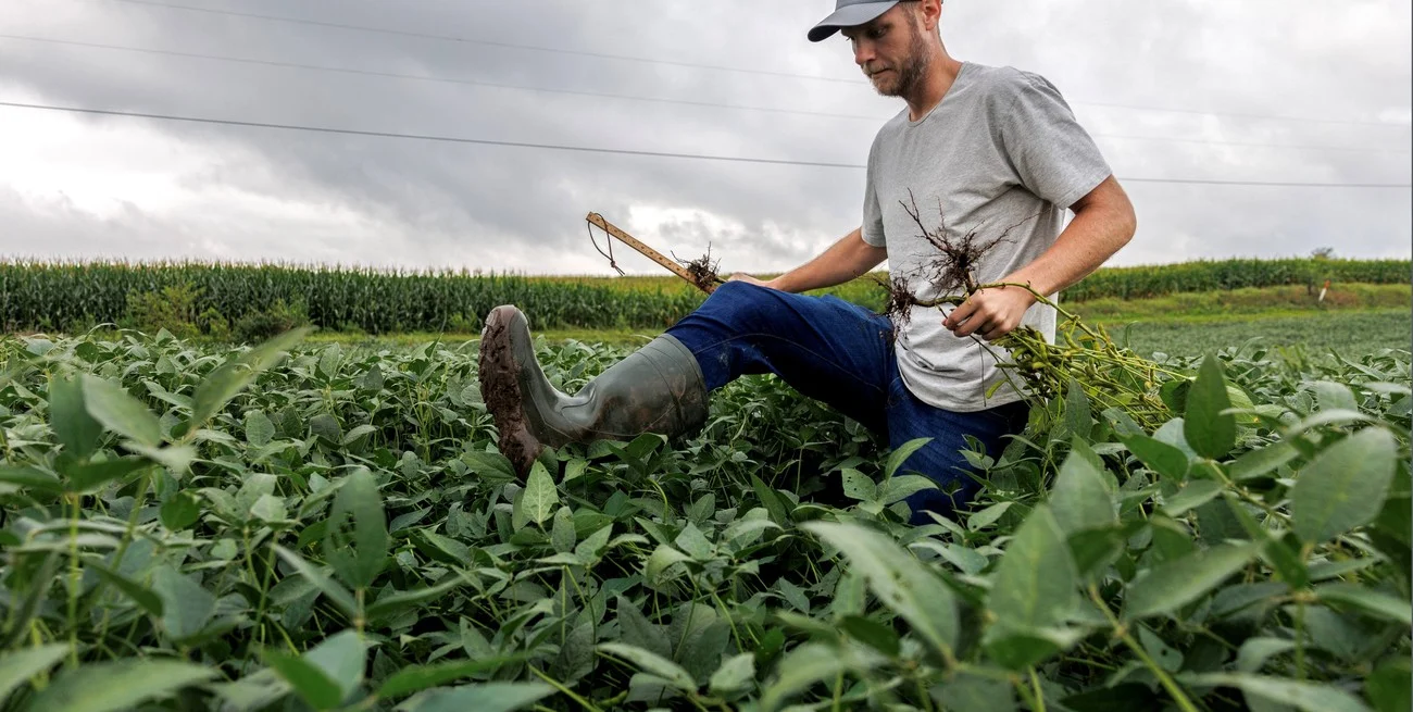 Biotecnología aplicada al agro: avanzan los microorganismos capaces de fijar más nitrógeno