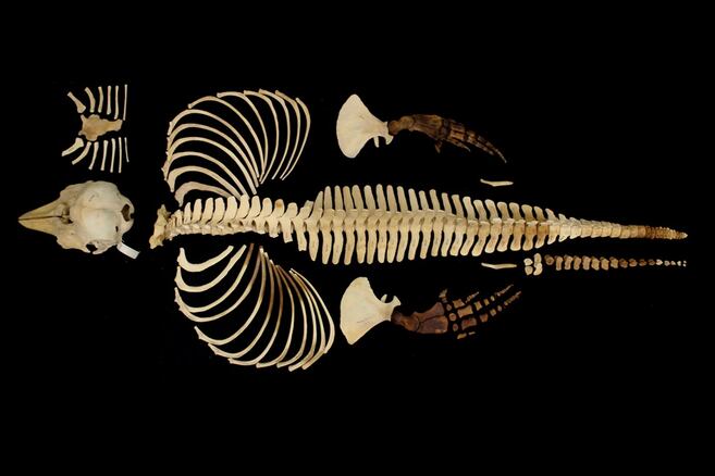 Científicos conservan digitalmente el esqueleto del mamífero marino más raro del mundo