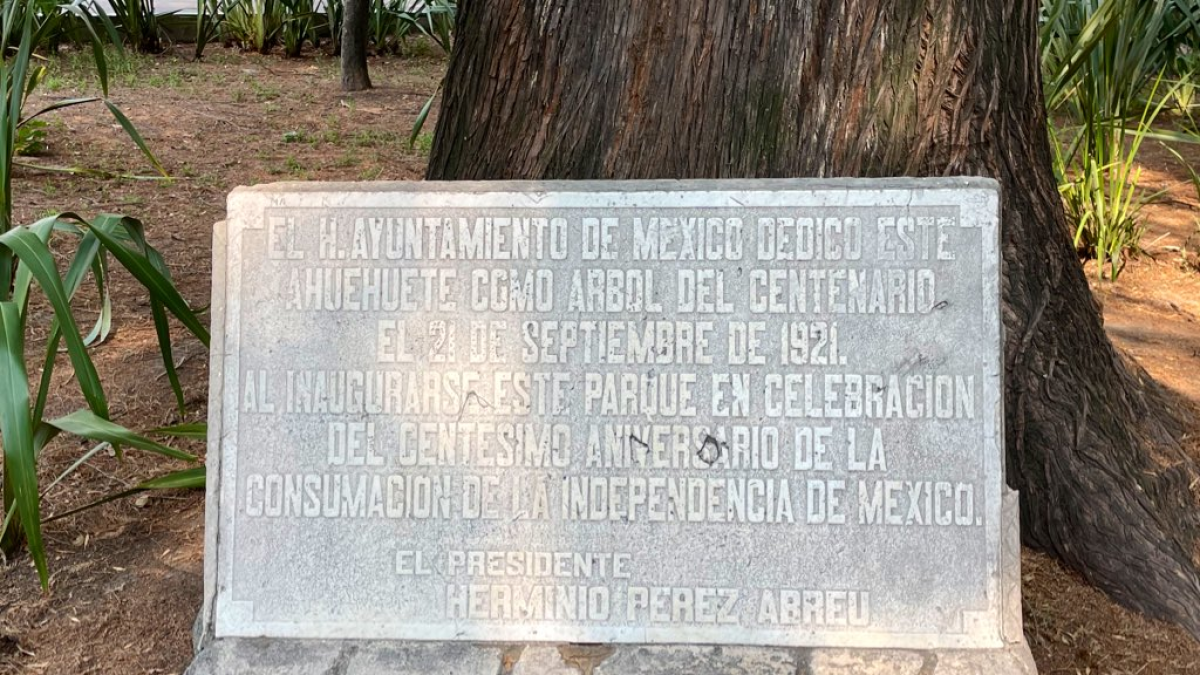 Declaran como Patrimonio Natural a los ahuehuetes históricos de Tacuba y la Condesa