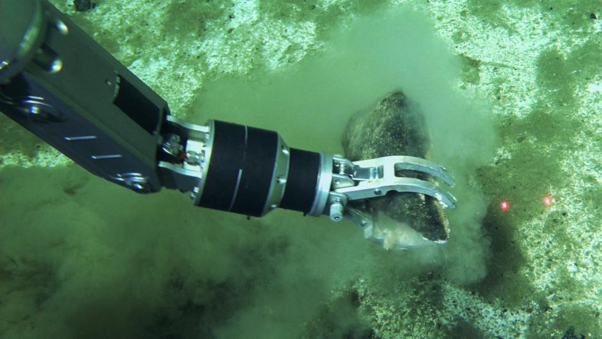 El hallazgo que desconcierta a los científicos: un cementerio de ballenas de millones de años