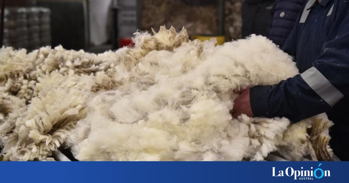 Zafra 2025/2026: las exportaciones de lana argentina aumentaron 57%