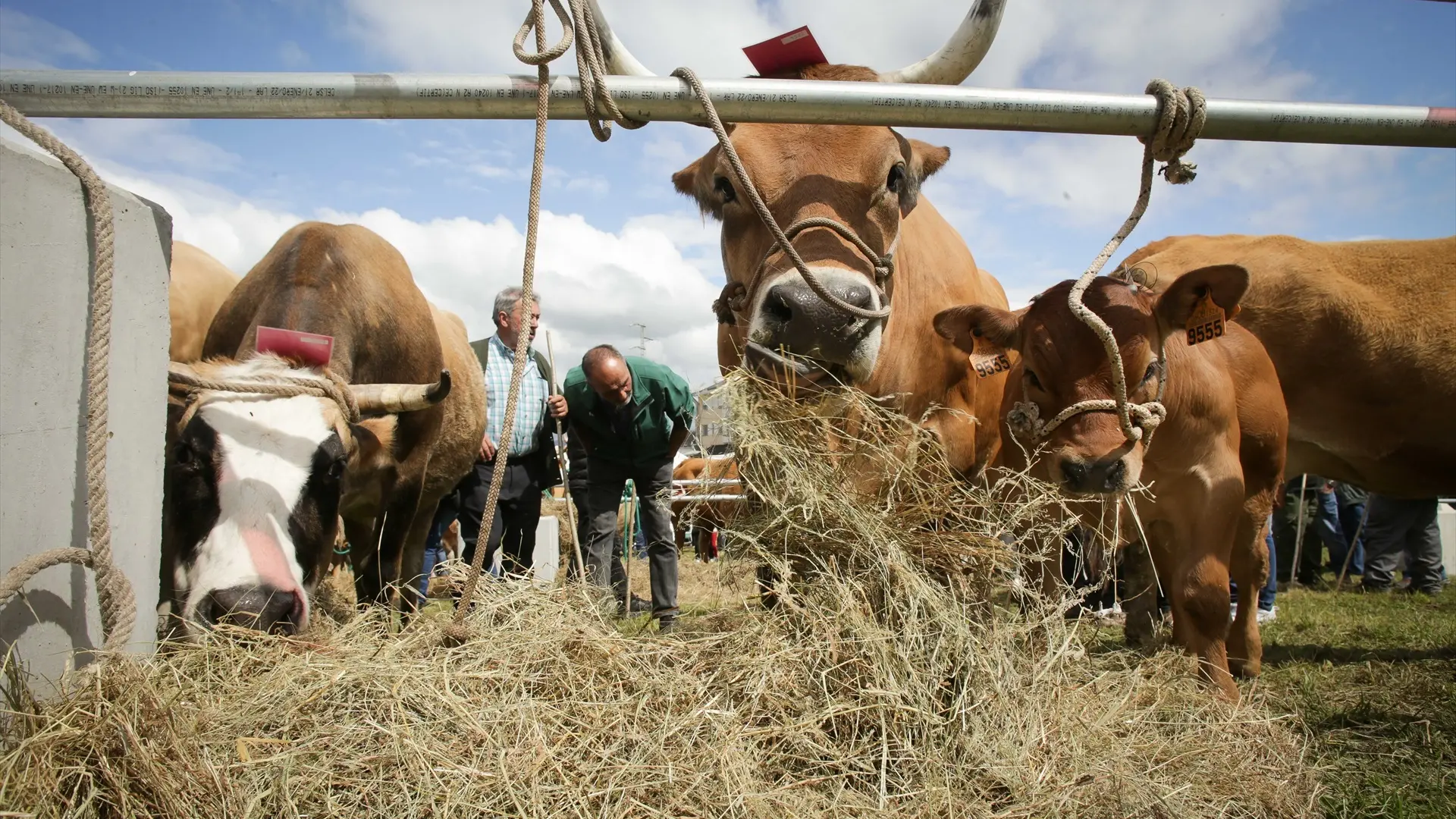 Los ganaderos hablan de "guerra de precios" en el súper por la leche y avisan contra la crisis en el sector