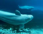 Canada endorses embattled marine park's plan to relocate 30 beluga whales
