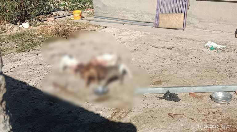 Denuncian ataque de perros de la raza american bully en un criadero ilegal en la Maica