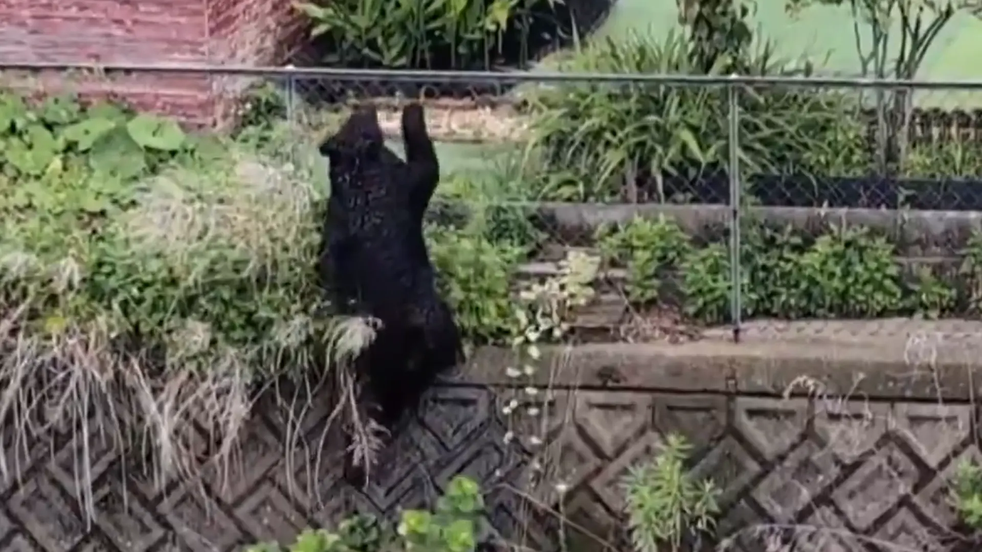 Capturan al oso que ha 'sembrado el terror' en Japón: mantuvo cerradas un centenar de escuelas