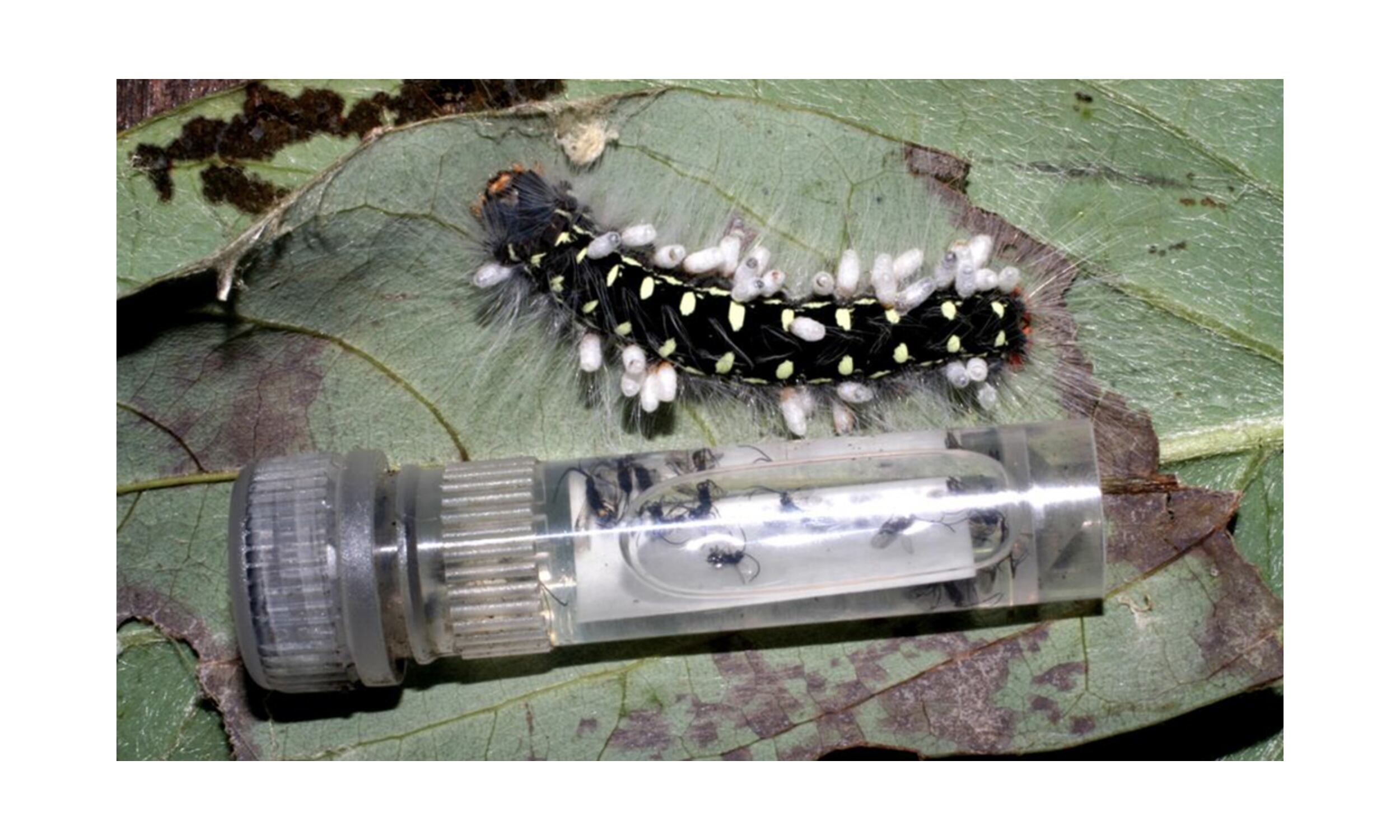 Los insectos ocultos de la Tierra: científicos estiman que puede haber 20 millones de especies, el triple de lo que se creía