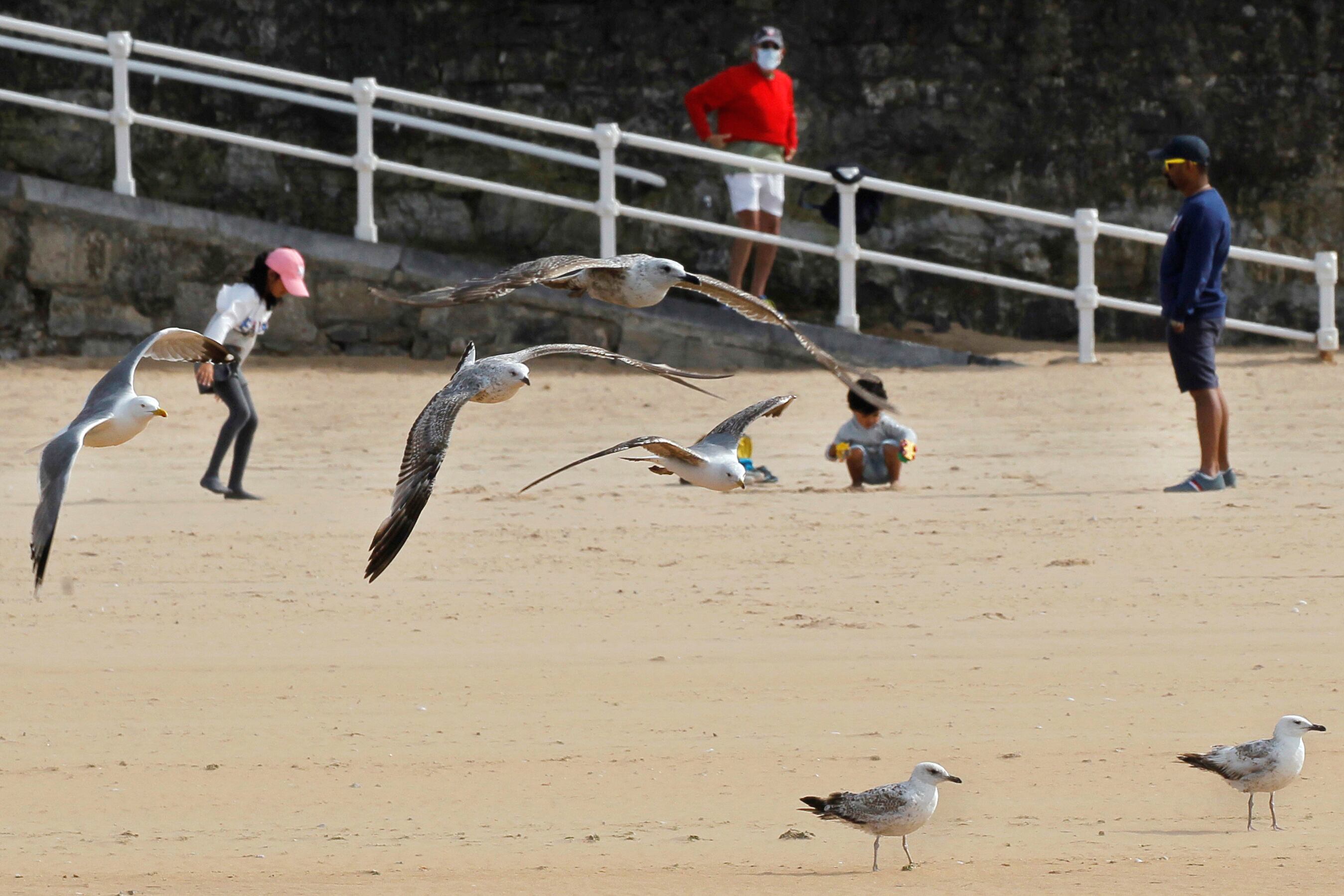 Las gaviotas en Gijón (unas roban y otras ya no)