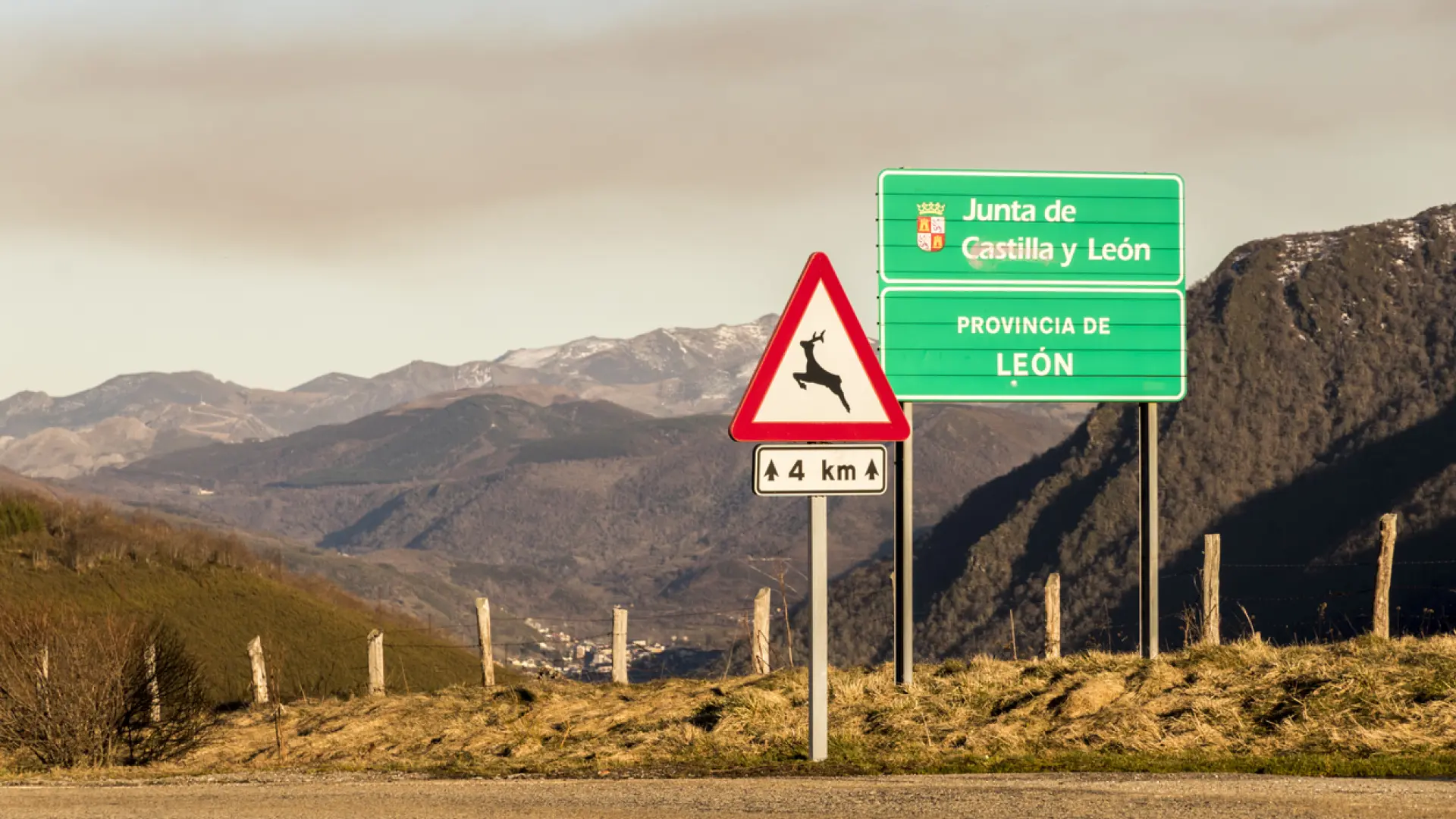 España registró casi 5.300 accidentes de tráfico con animales en 2025, la cifra más alta desde 2013
