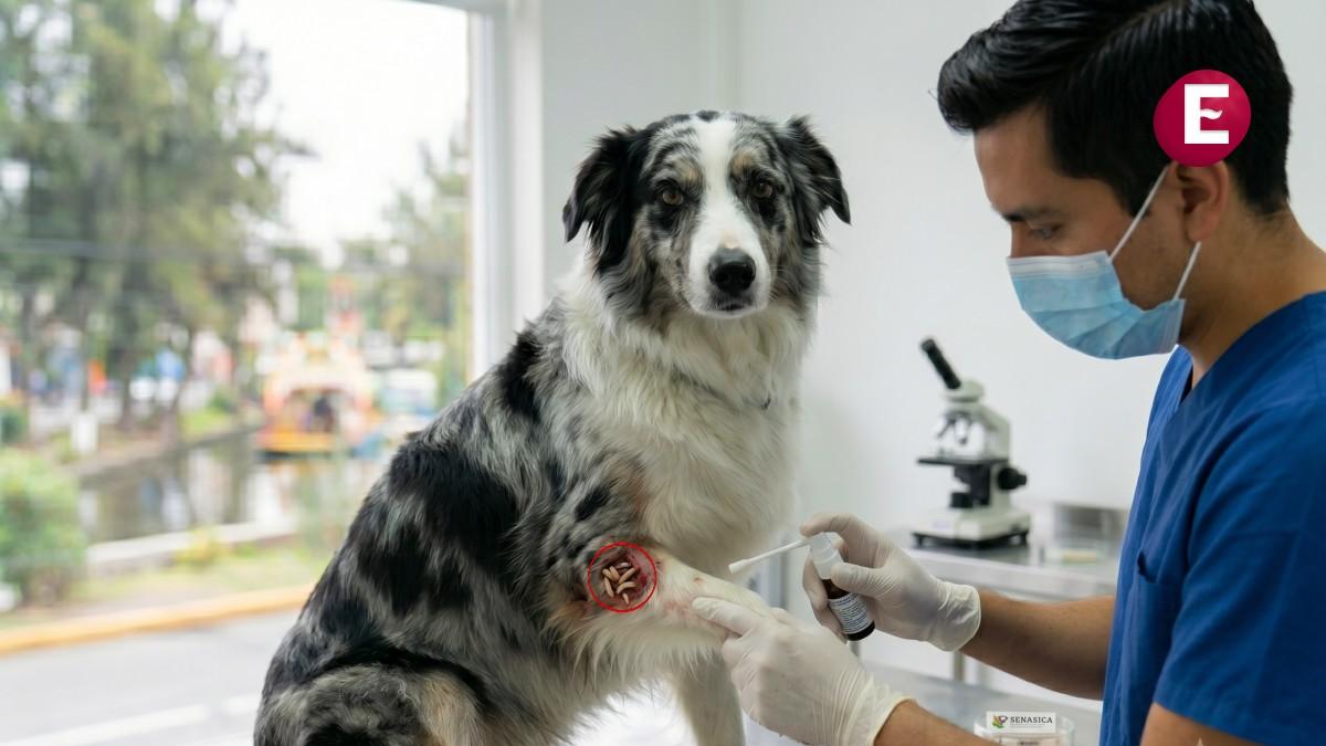 Detectan primer caso de gusano barrenador en un perro en Durango