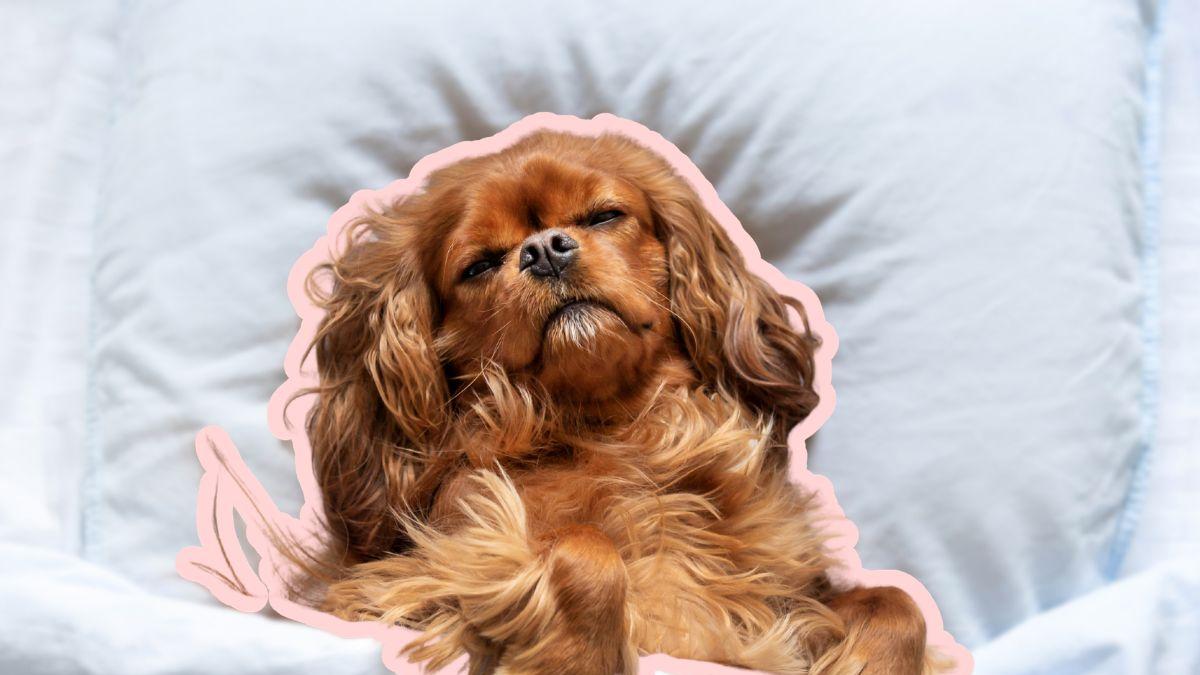 ¿Cómo elegir correctamente la cama para tu perro? Claves para encontrar la opción ideal