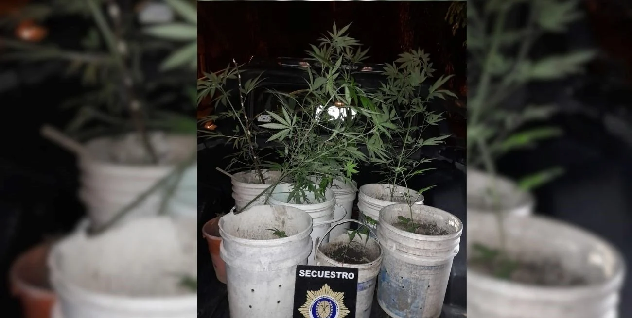 Secuestran diez plantas de marihuana en una vivienda en Laguna Paiva