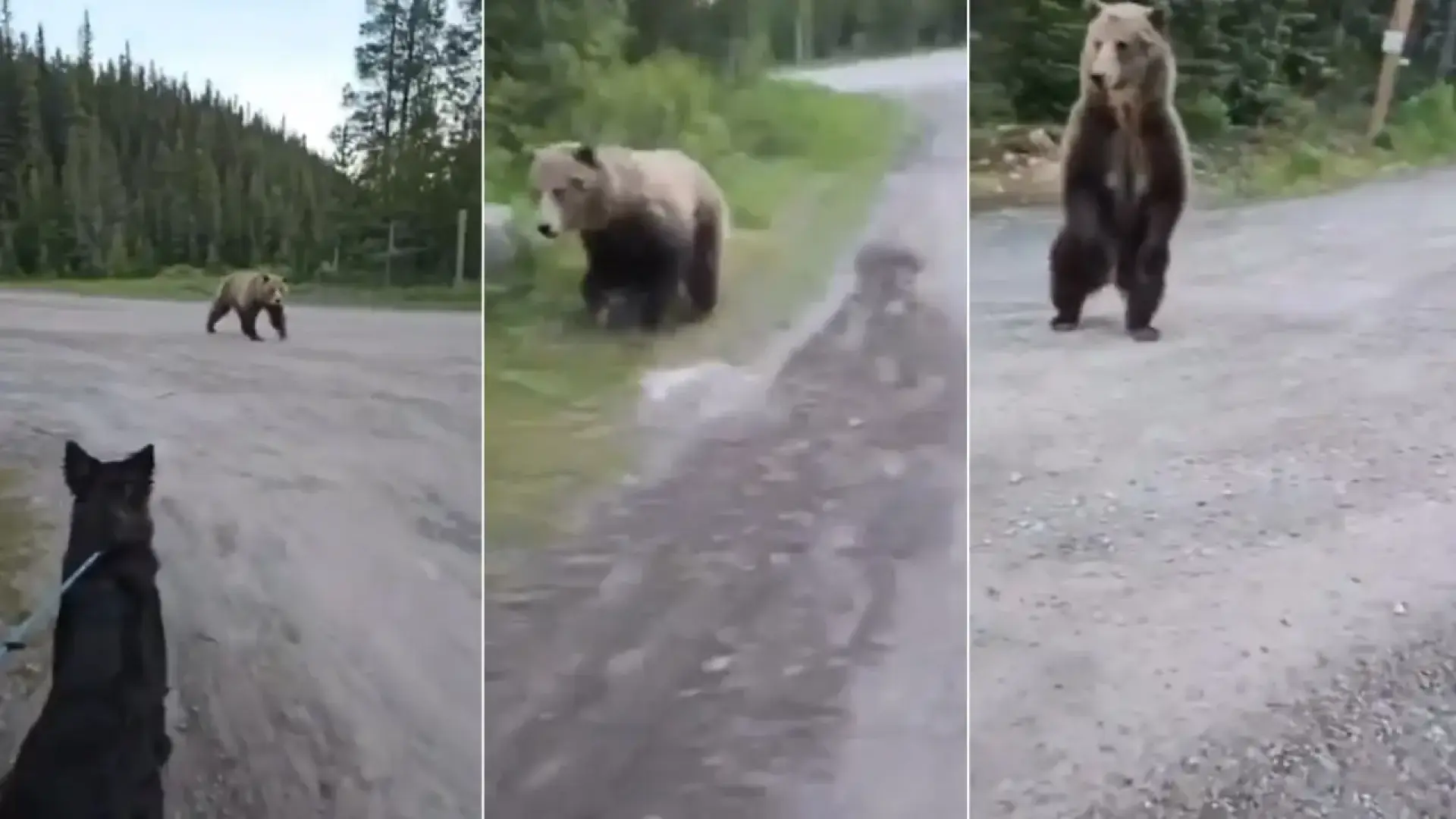 Aterrador momento en el que una mujer y su perro se encuentran cara a cara con un grizzly durante un paseo