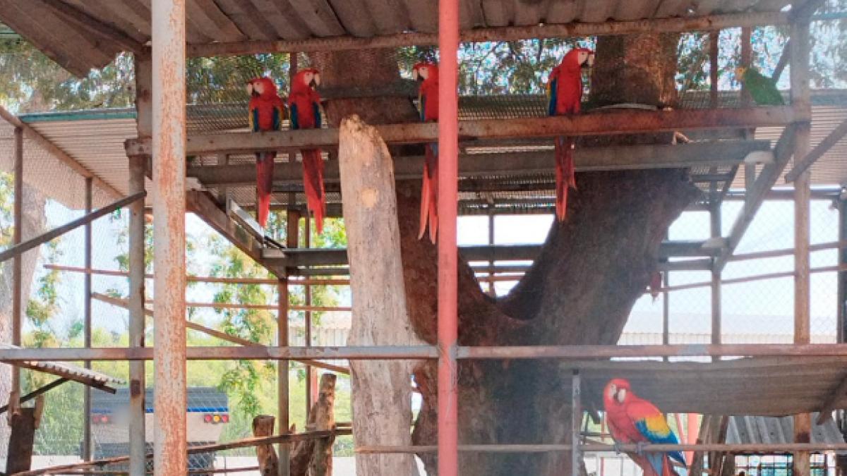 Profepa asegura 10 guacamayas y 9 loros en rancho de Cunduacán