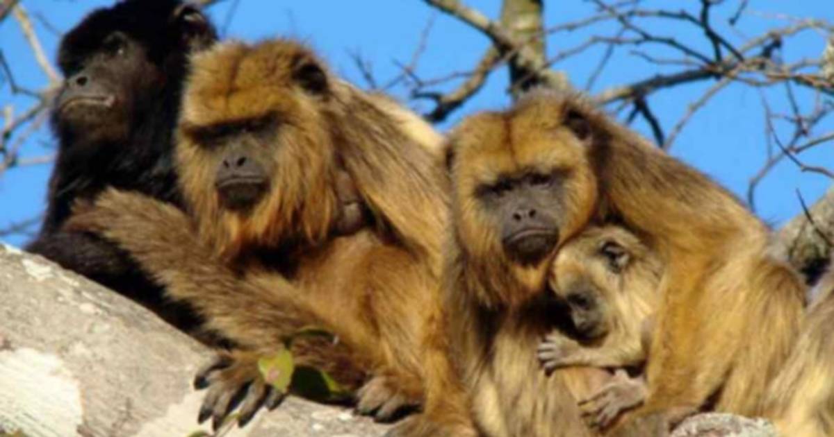 Denuncian la muerte de monos carayá en un barrio de Corrientes