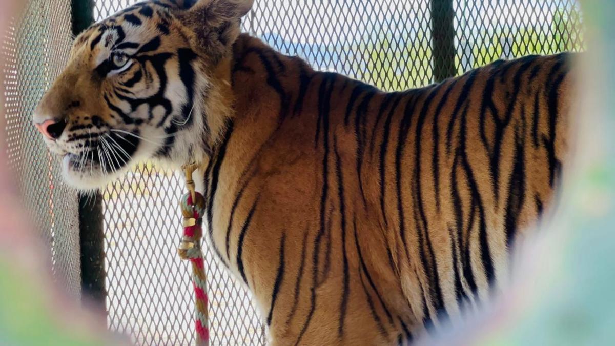 Tigre de bengala se fuga de refugio en Edomex; continúa operativo de búsqueda