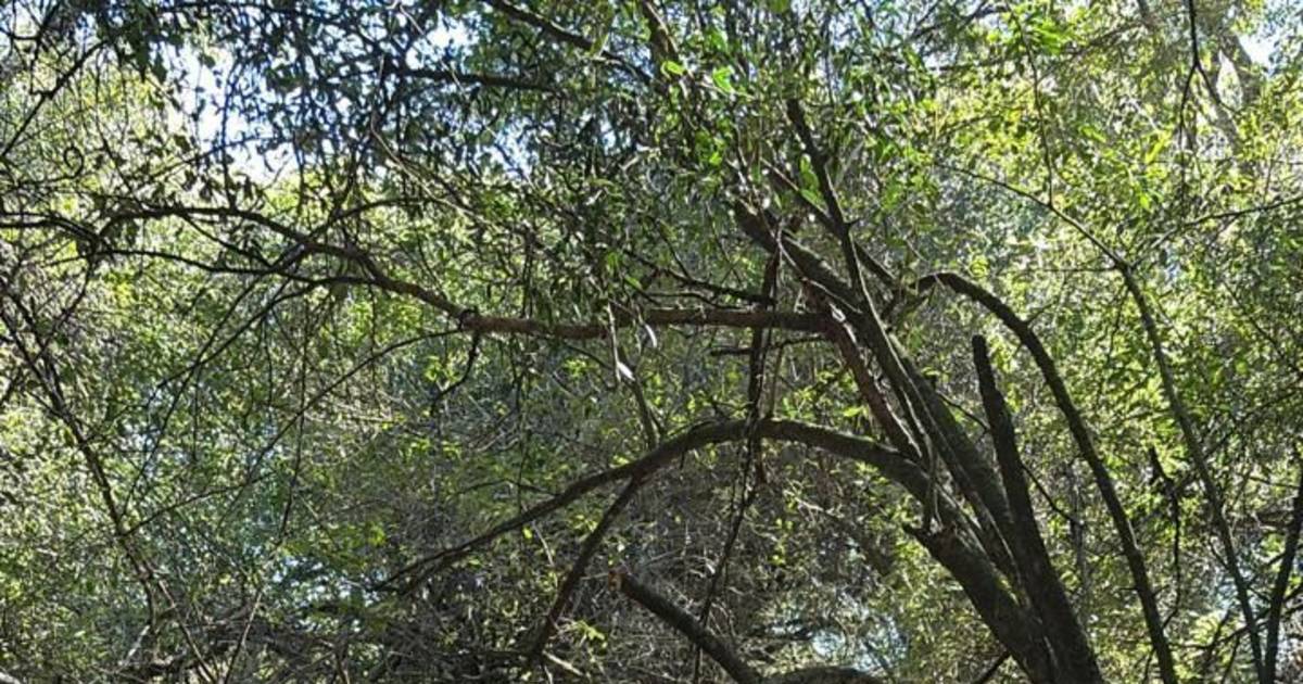 La Justicia realizó un operativo en la zona donde desapareció Loan Peña