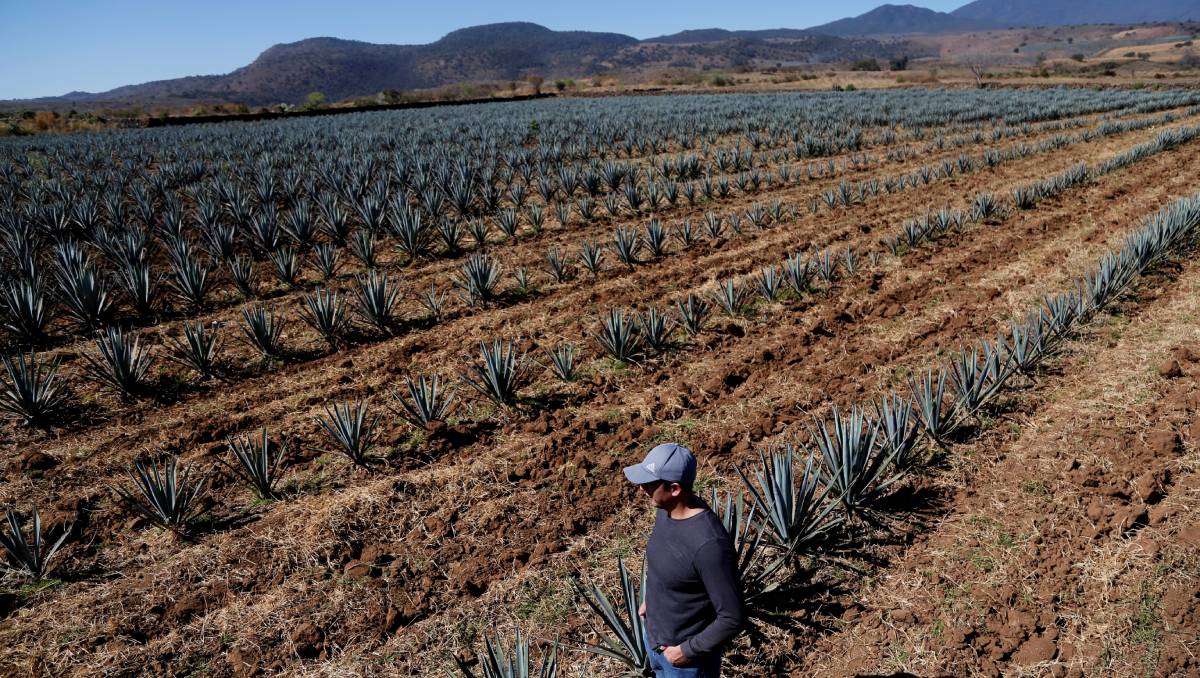 Quiénes son Los Sierra, los hermanos que aterrorizaron Morelia