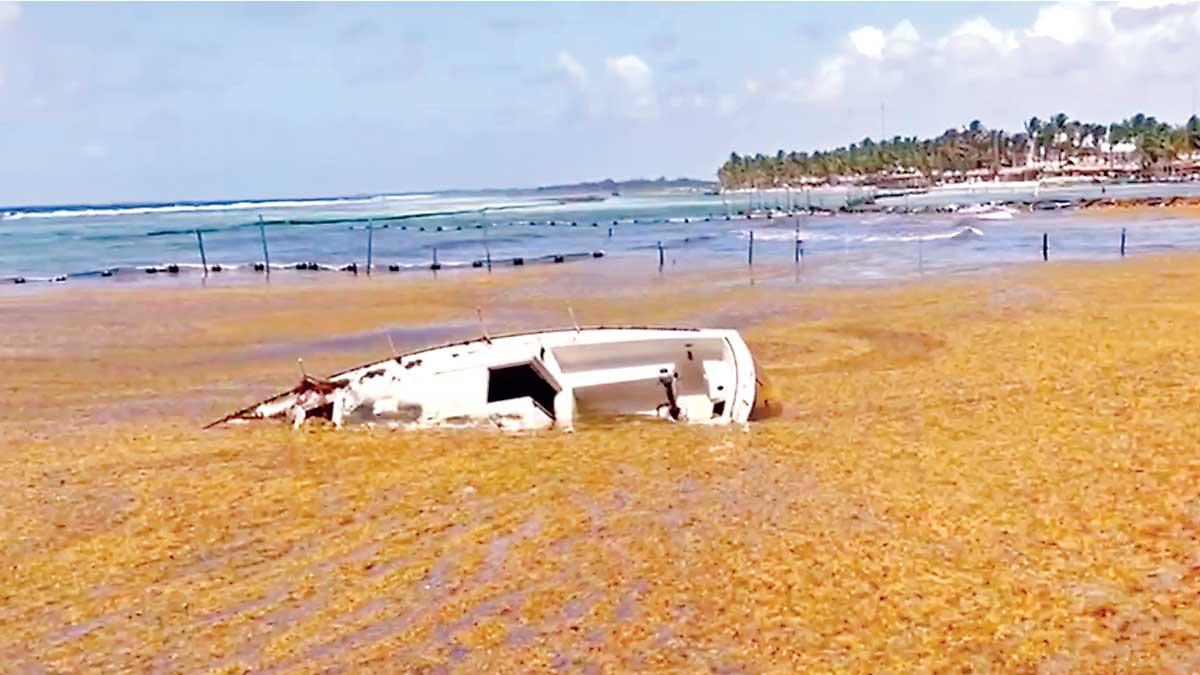SOS en el Caribe mexicano: Crece alerta de gases tóxicos del sargazo