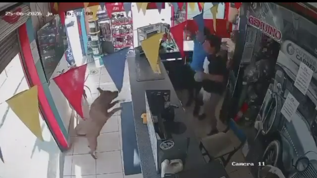 ¡Viral! El perro Firulais salta al mostrador para festejar el gol histórico de Ecuador en el Mundial