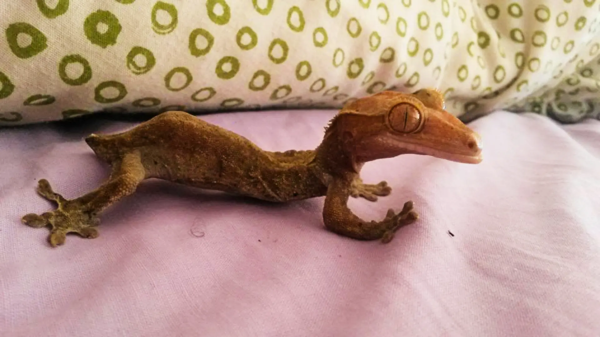 La enfermedad ósea metabólica en reptiles: una patología ligada a los malos cuidados en cautividad