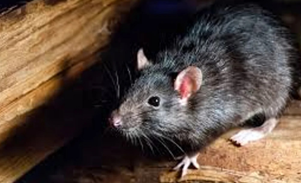 Nuevo caso de hantavirus: la paciente está en terapia intensiva
