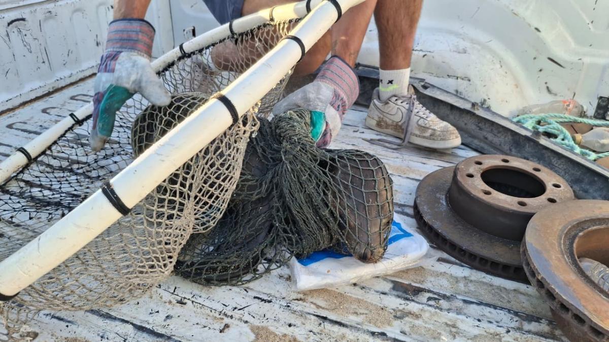 Semar rescata lobo marino con signos de afectación en San Felipe, BC