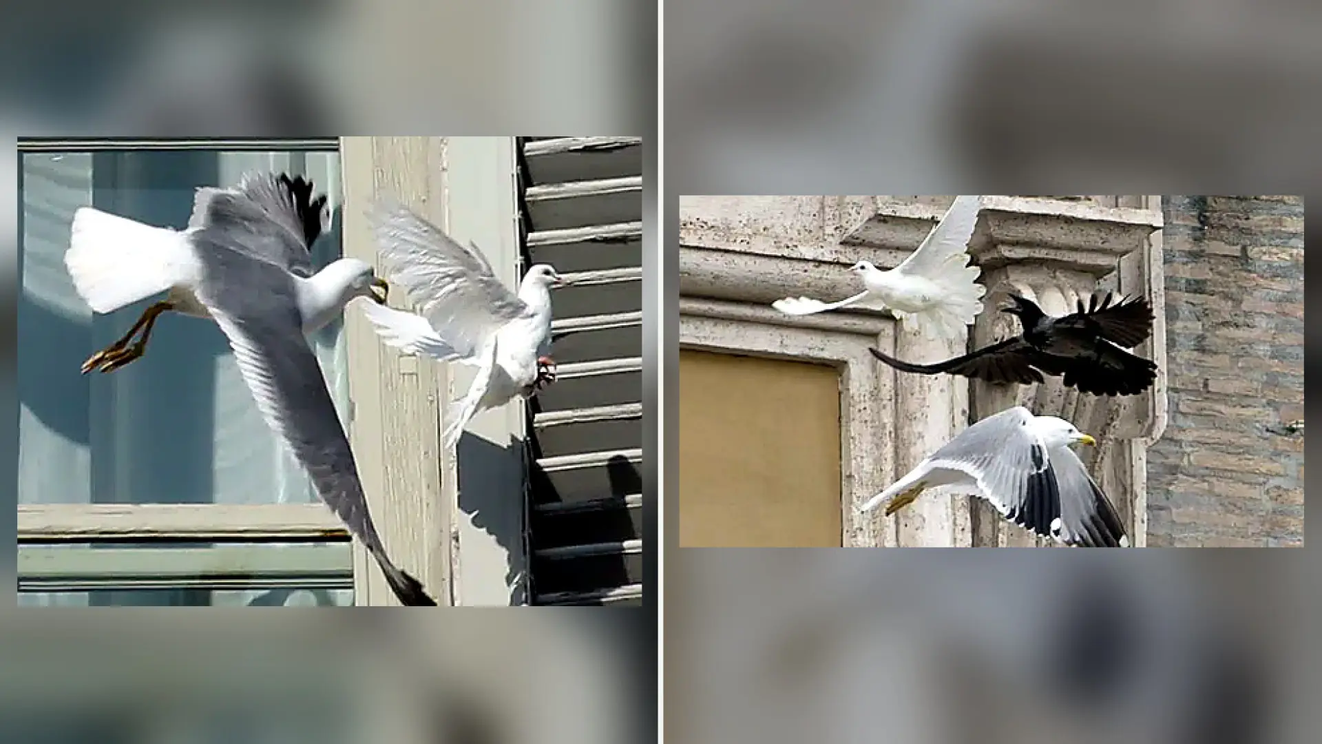 La cara oculta de las palomas blancas en bodas y funerales: qué ocurre realmente tras la suelta