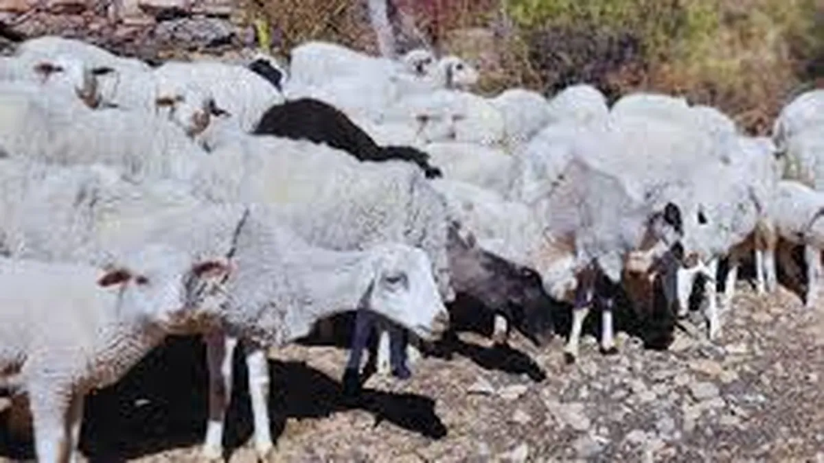 Crece la preocupación por el abigeato en Valle Viejo: intentaron robar otra oveja en Antapoca