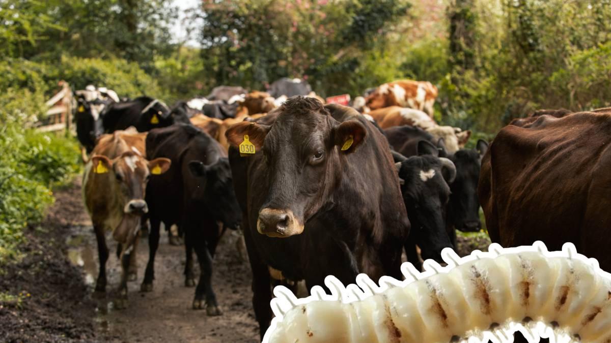 Alerta sanitaria: Reaparece el gusano barrenador en Texas tras casi 60 años