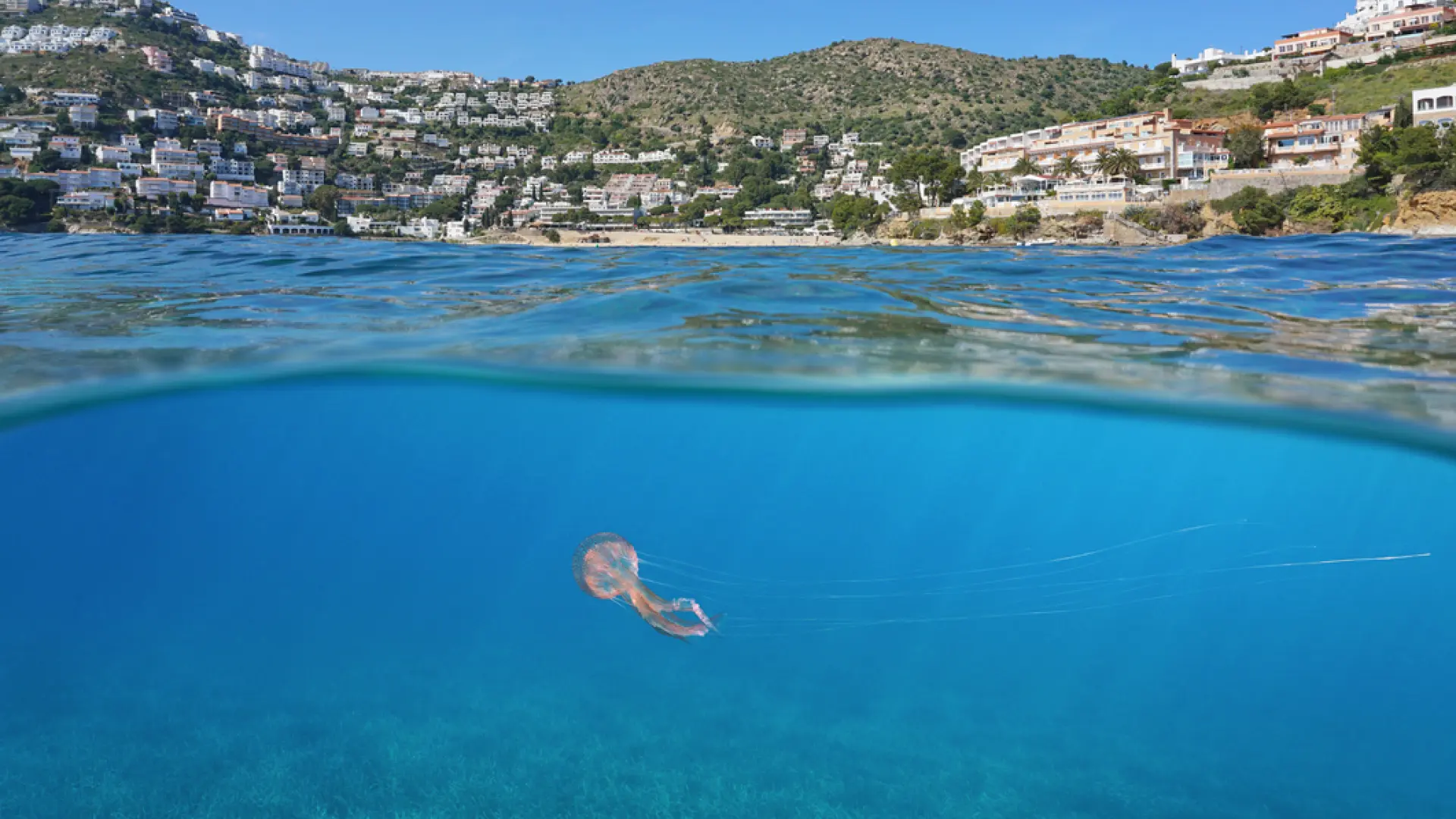 Así buscan limpiar las playas de medusas: "Podemos modificar su comportamiento"