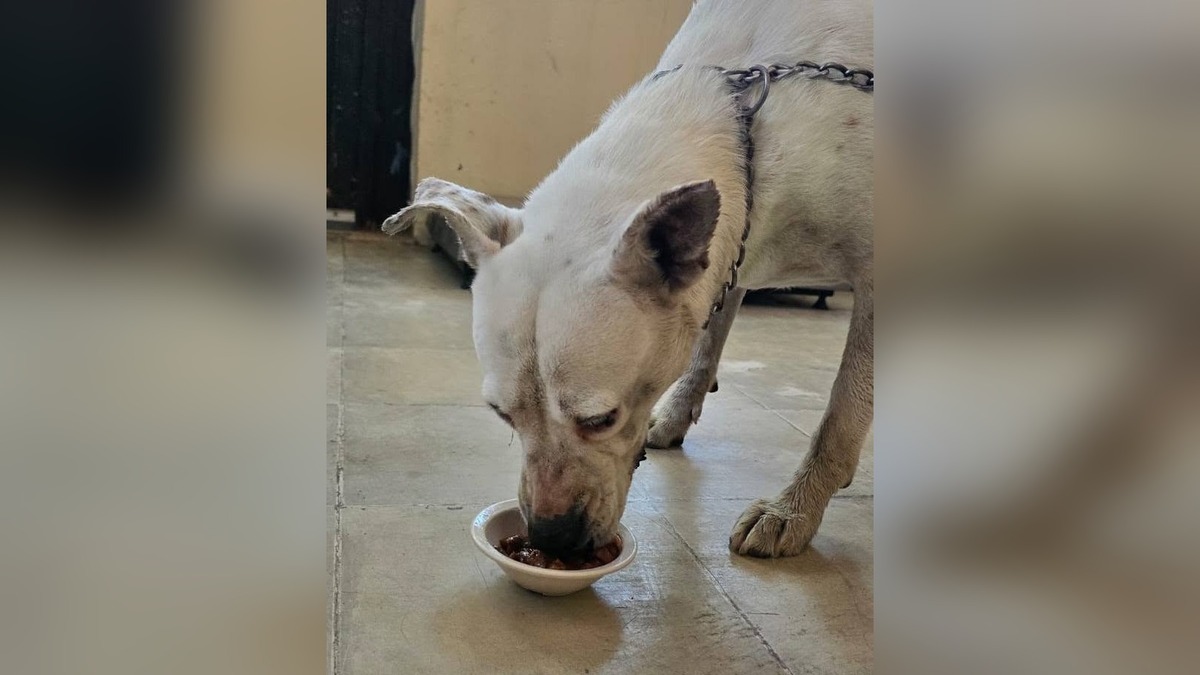 Durango. Defensoría exige penas más severas por maltrato animal