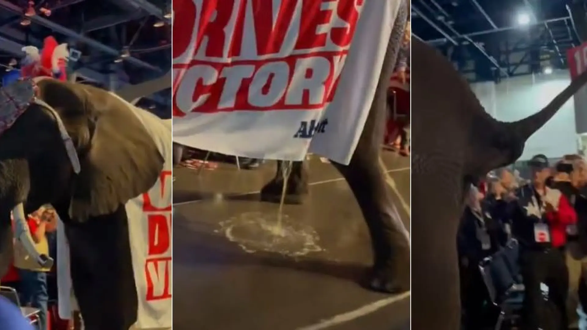 El momento en el que un elefante arruina con su orina la convención del Partido Republicano en Texas: "La metáfora perfecta"