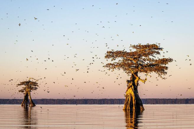 Las aves migratorias toman mejores decisiones cuando van en grandes bandadas, ¿por qué?