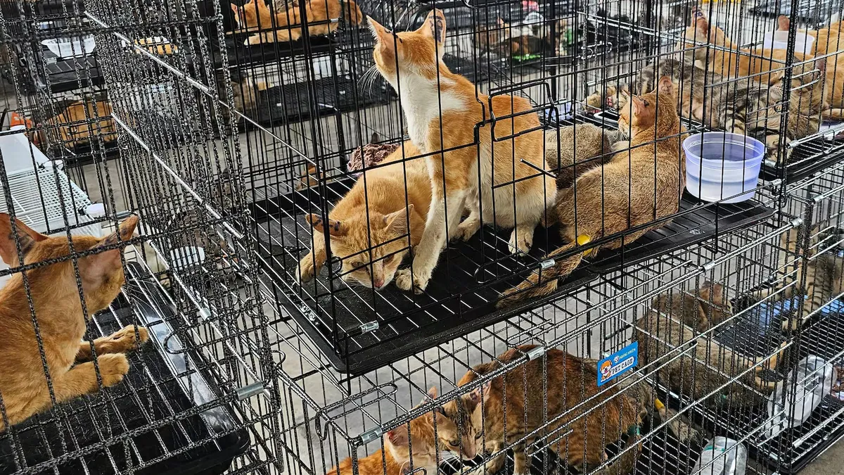 Conmoción en Vietnam: rescataron a casi 400 gatos de una red que los vendía para consumo humano