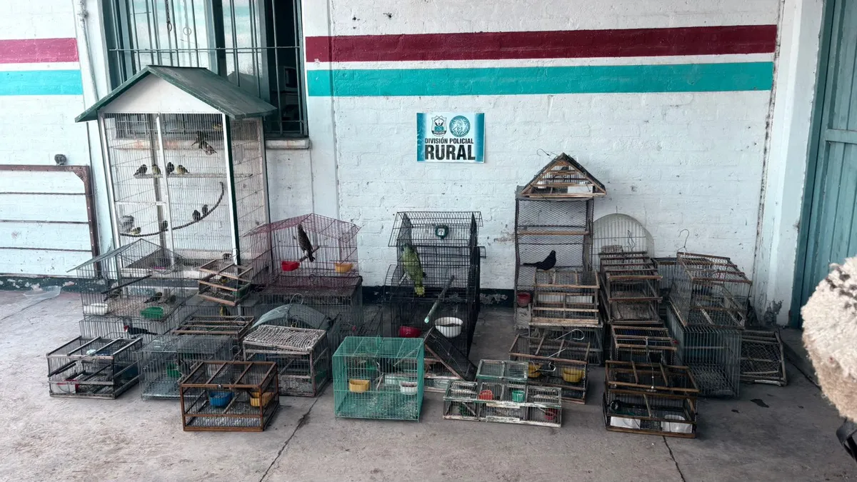 Rescataron más de 40 aves silvestres en dos allanamientos realizados en Pocito