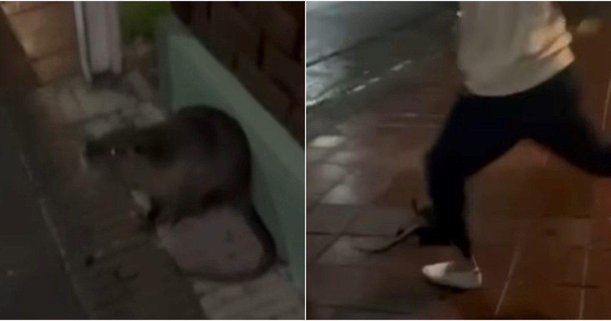 "Alto escabeche, compa": mataron a golpes a un coipo, lo grabaron y ahora enfrentan una denuncia