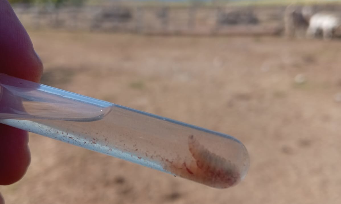 Gusano barrenador en Guanajuato: detectan primeros casos en personas