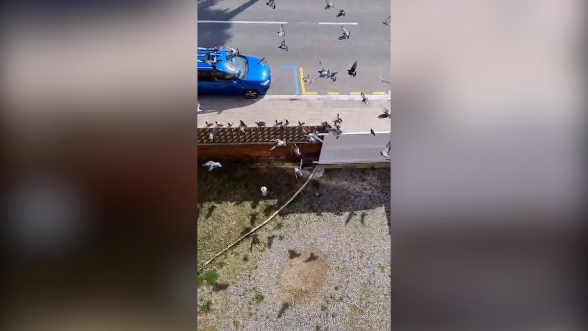 Vivir entre palomas a pie de playa: el sucio día a día de un vecindario de Castelldefels
