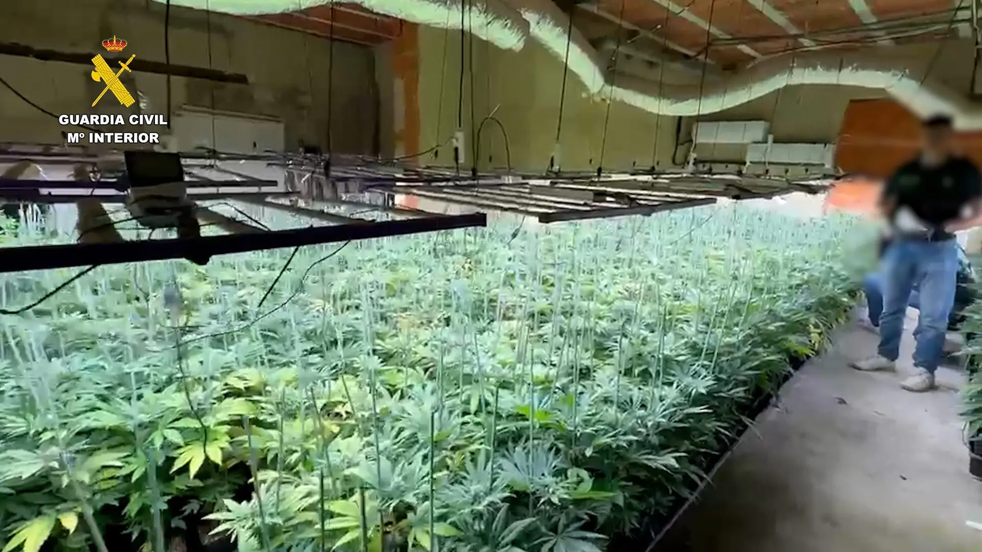 Tenía una plantación de marihuana con última tecnología: recogía cosechas cada tres meses