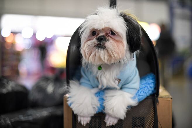 Terminal de Bogotá publica guía para viajar con mascotas: esto es lo que debe saber