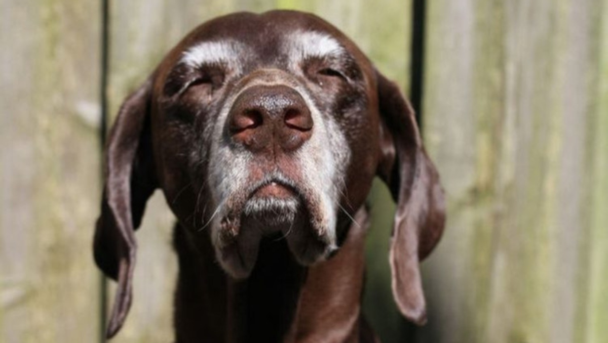 ¿Cómo calcular la edad de tu perro? La ciencia revela la formula