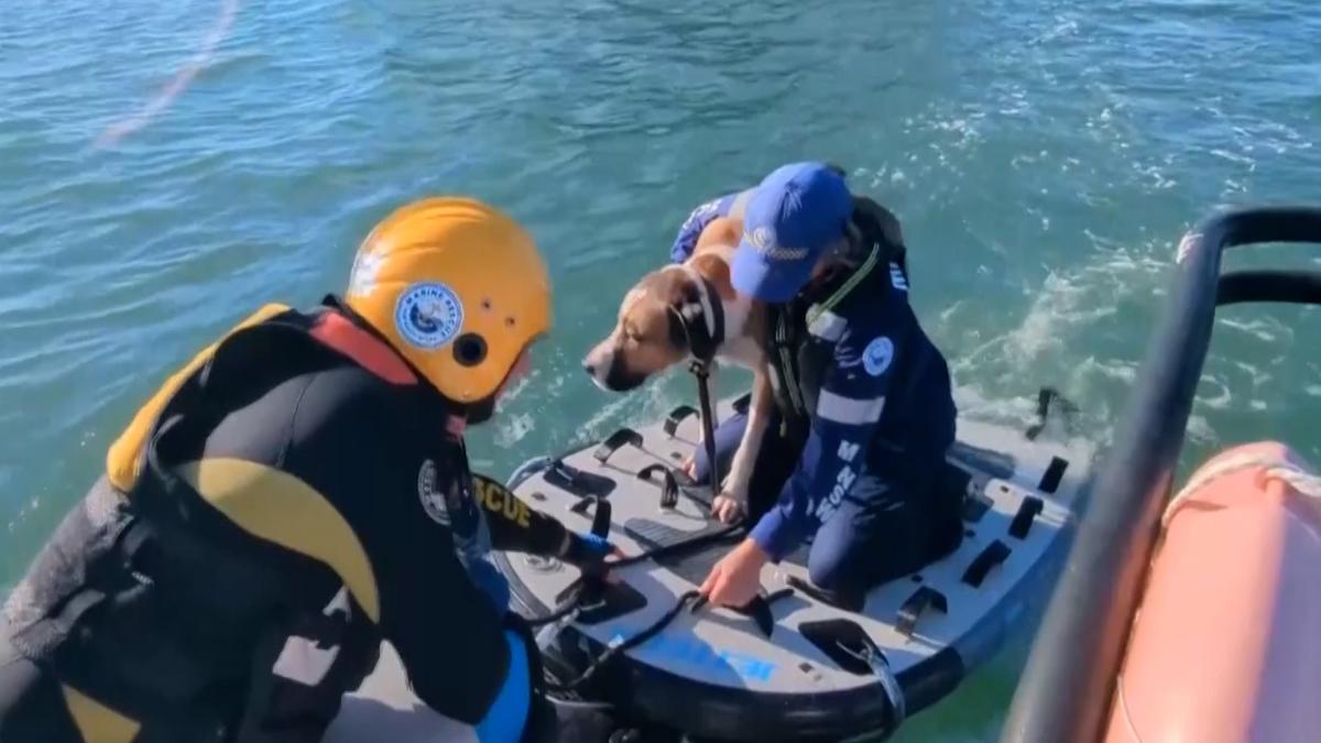 Así es como rescatan en Australia a un perro arrastrado por el mar