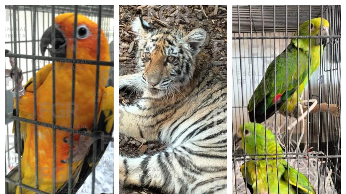 FGR asegura tigre de bengala y fauna exótica durante cateo en Jalisco