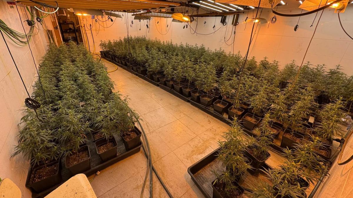Los Mossos piden tipificar la ocupación de pisos para el cultivo de marihuana